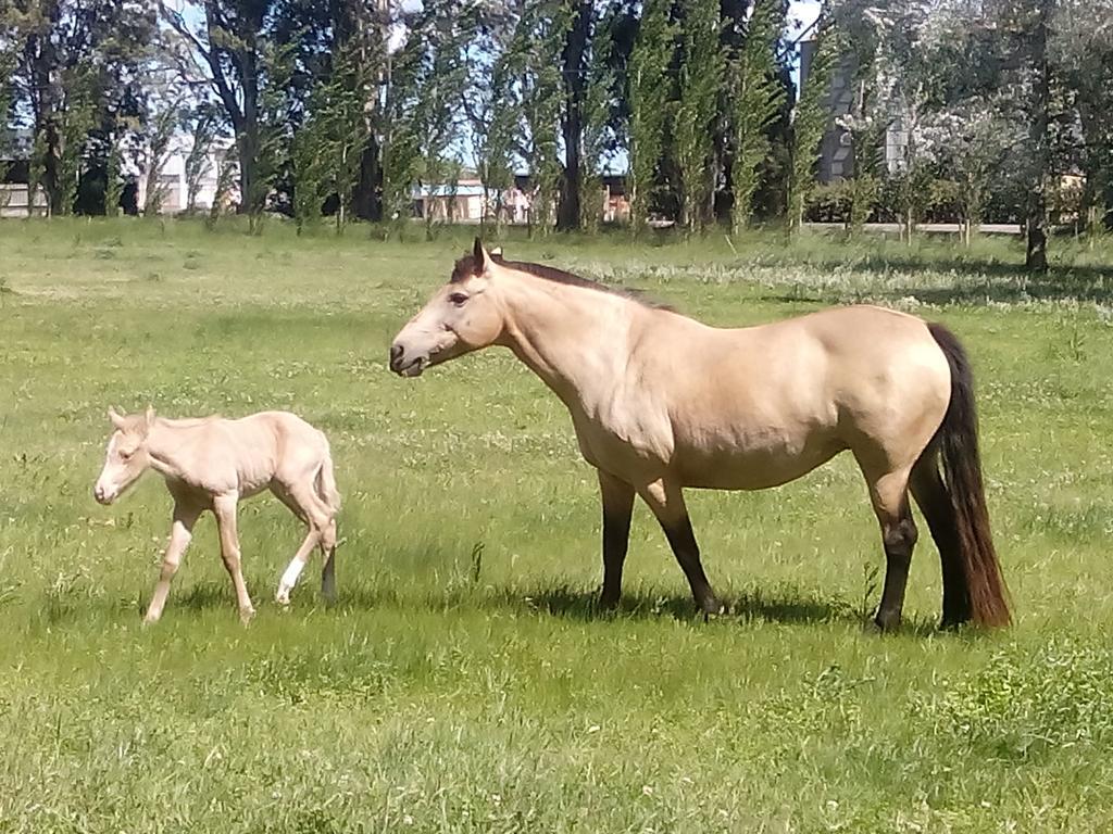 Chacras De Azcona Hosteria Azul Eksteriør bilde
